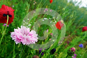 Summer wild flowers profusion photo