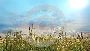 Summer wild meadow field with flowers and grass blue cloudy sky nature landscape