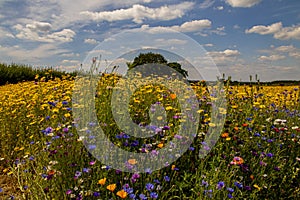 Summer wildflower meadows, Wiltshire, UK.