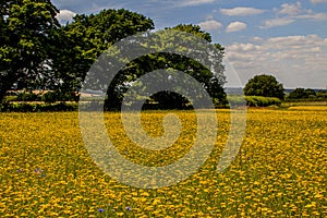 Summer wildflower meadows, Wiltshire, UK.