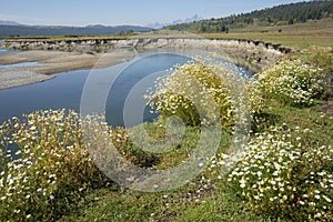 Summer wildflowers on bank of Buffalo Fork River, Moran, Wyoming photo