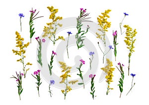 Summer wildflowers: blue flowers Cornflower, yellow Galium verum, pink Epilobium, on a white background with space for text