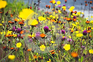 Estate fiori chiaro colori 