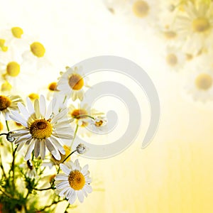 Summer wildflowers: chamomile