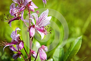 Summer Wildflowers - fleld flowers