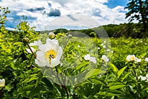 Summer Wildflowers - fleld flowers