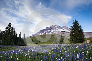 Summer wildflowers on Mt. hood, Oregon