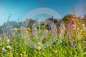 Summer wildflowers in nature