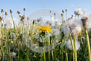 Summer wildflowers. One blossomed yellow dandelion among many white dandelions.