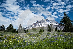 Summer wildflowers on the slopes of Mount Hood, Oregon