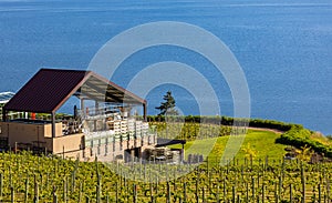 Summer Winery view of Kelowna vineyards surrounding Lake Okanagan with mountains. Sunrise in Kelowna