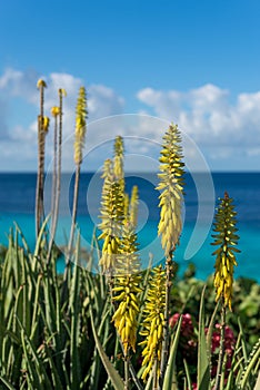 Summer and winter vacation destination, views of Curacao island and blue water of Carribean sea