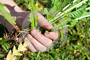 Summer works in the garden. Weeding weeds