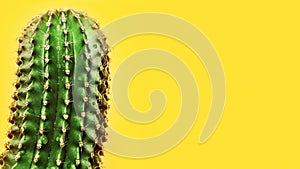 Summer yellow background with fresh succulent cactus green colored.