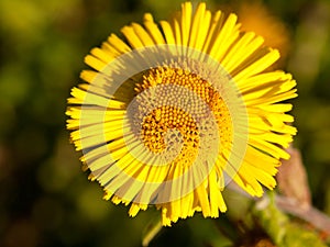 Summer yellow colt`s foot Tussilago farfara one close