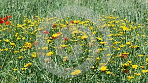 Yellow Daisy flowers