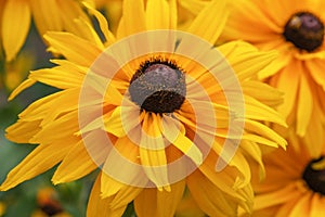 Summer yellow flowers close-up