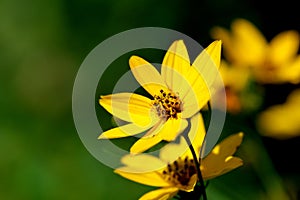 Summer yellow flowers close-up