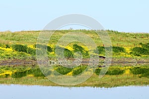 Riverbank reflection photo