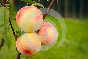 In summer yellow peaches hang and ripen on a tree branch in the garden.Texture or background