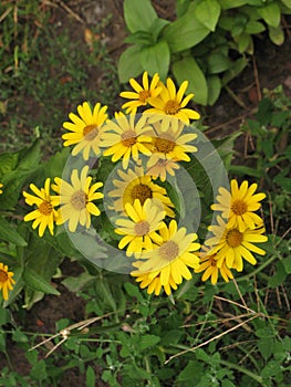 Summer yellow perennial daisy