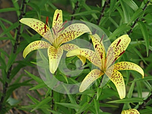 Summer yellow spotted lilies