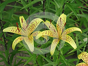 Summer yellow spotted lilies