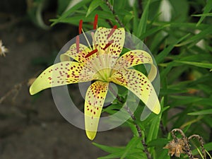 Summer yellow spotted lily