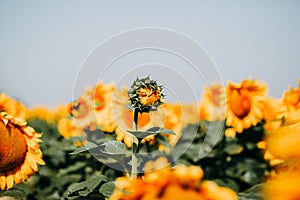 Summer yellow sunflowers field with many flowers under blue sky