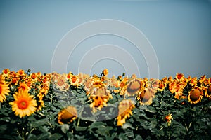 Summer yellow sunflowers field with many flowers under blue sky