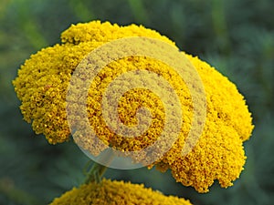 Summer yellow yarrow plant flower head