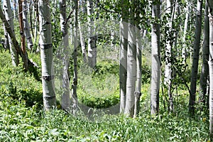 Summer in a young aspen woods