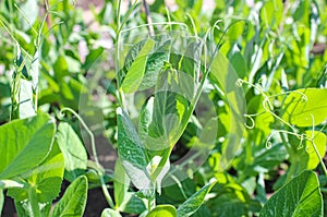 In the summer, young shoots of green peas on the garden bed