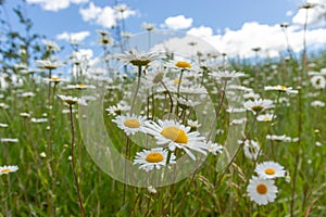 Summerflowers and a blue sky