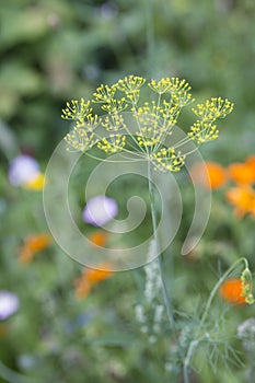 Summerflowers In A Country Garden