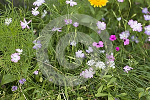 Summerflowers In A Country Garden