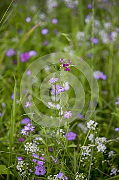 Summerflowers In A Country Garden