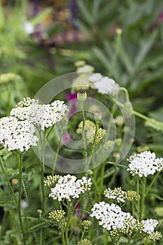 Summerflowers In A Country Garden