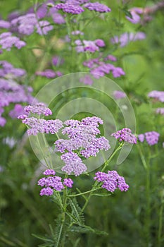 Summerflowers In A Country Garden