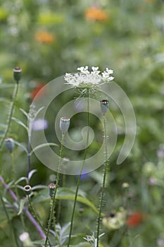 Summerflowers In A Country Garden