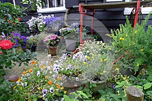 Summergarden with pansies photo