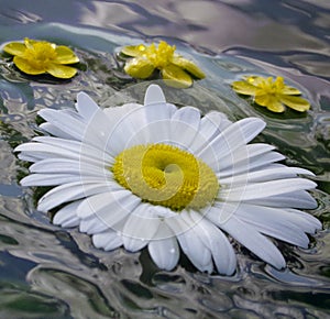 Summernight, daisy and buttercop floating in the water