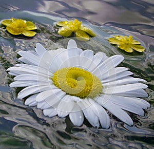 Summernight, daisy and buttercop floating in the water photo