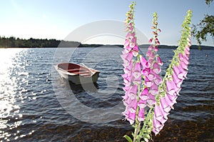 Summernight at lake. The flower digitalis in foreground and lake with rowing boat.