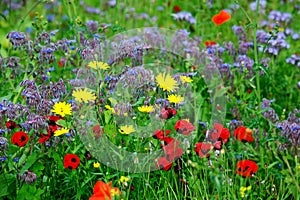 Summers colourful meadow
