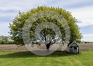 Summers day tree and dog house