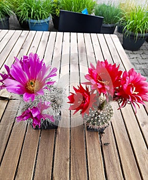 Summers Garden Cactus Flowers