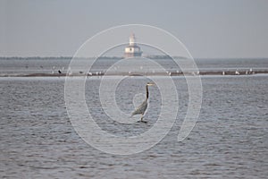 Summerside Water-view with Great Blue Heron
