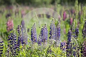 Summertime background with colorful lupine blossoms in ceramic vase of black pottery