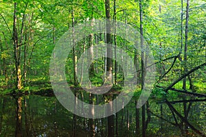 Summertime broadleaved stand with standing water photo